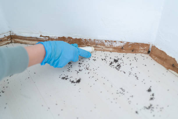 Best Termite Control Services  in Charlotte, NC